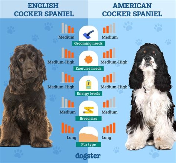 What does me old cocker mean?