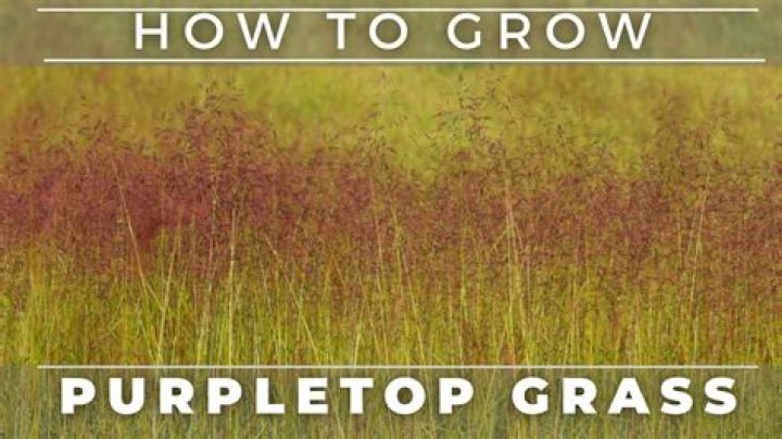 What does purple top grass look like?