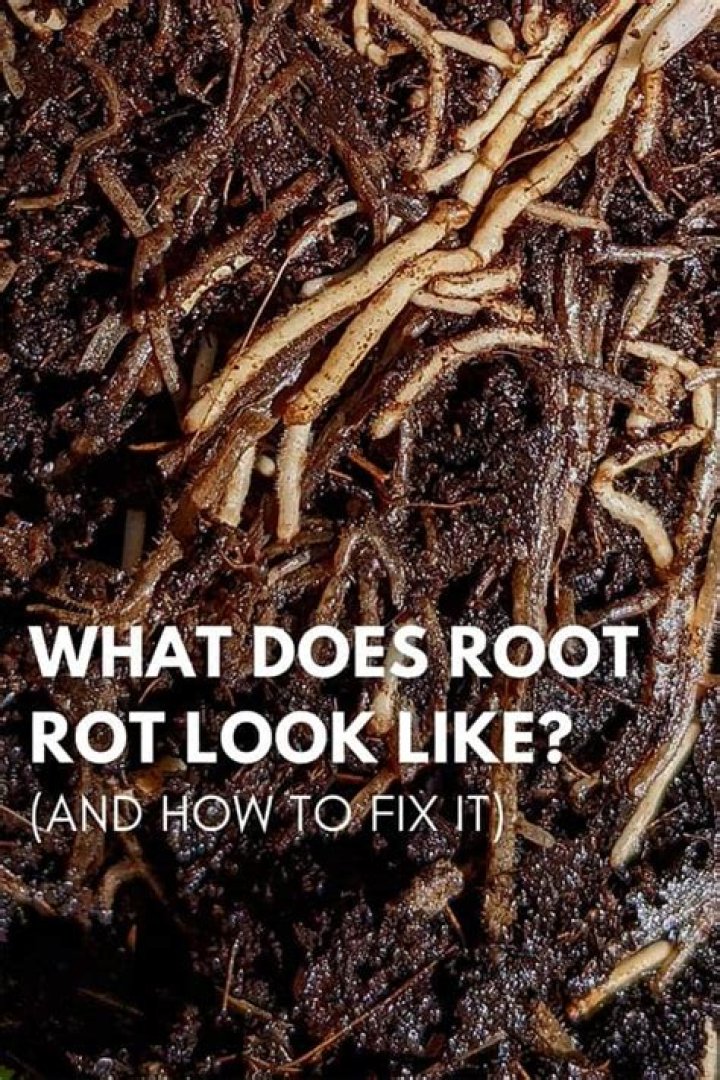 What does root rot smell like?