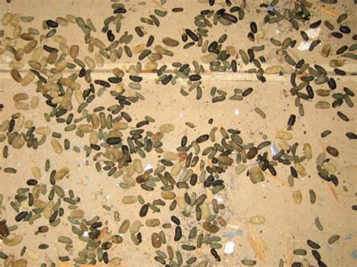 What does squirrel poo look like?