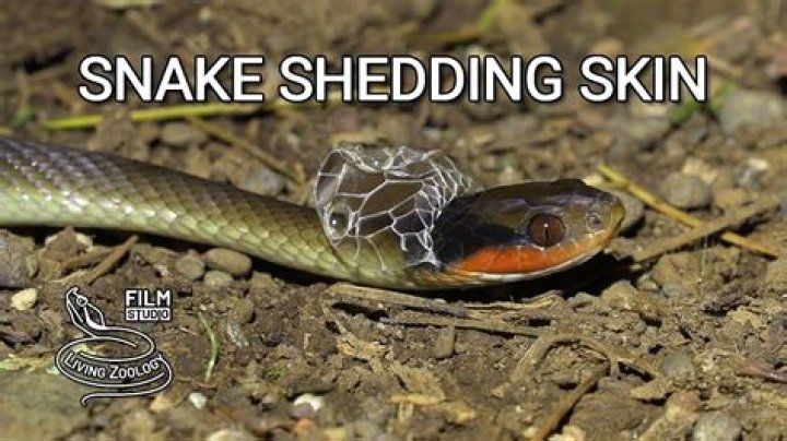 What does stepping on a snake mean?