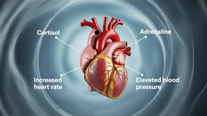 What does stress do to the heart?