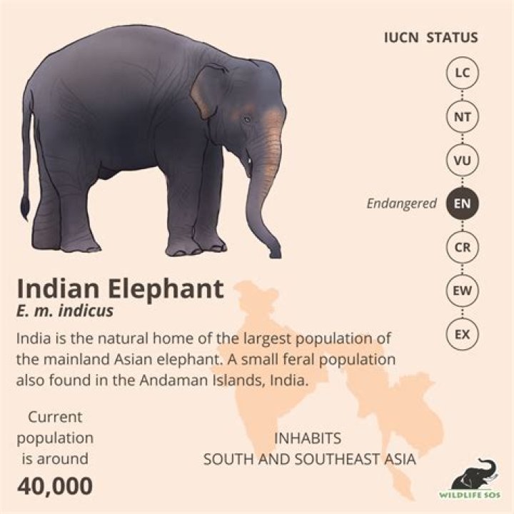 What does the elephant with 4 arms mean?