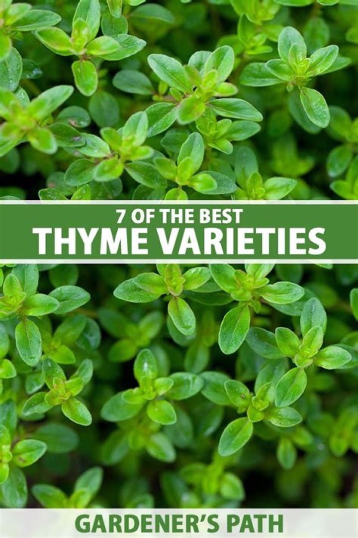 What does thyme help with?