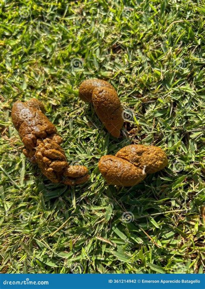 What does Wormy dog poop look like?