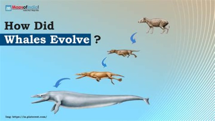 What does Zarude evolve into?