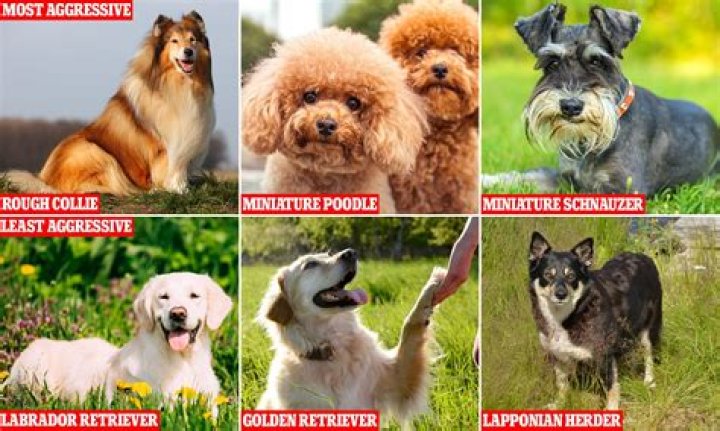What dog breed loves their owner the most?