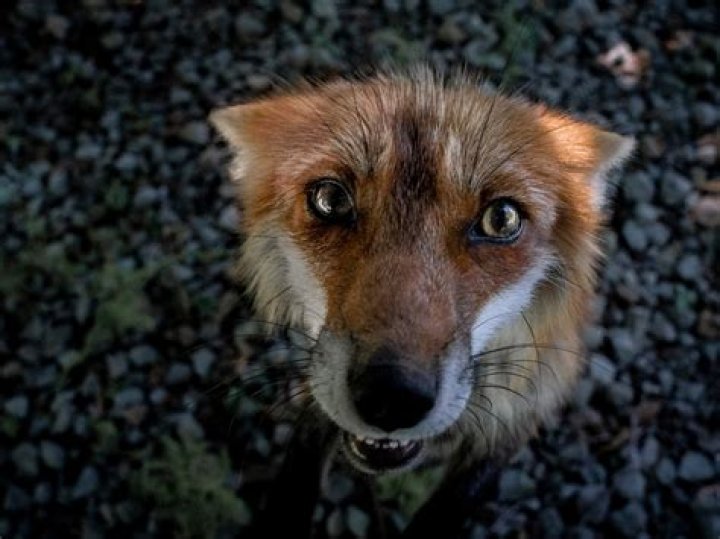 What dog is closest to a fox?