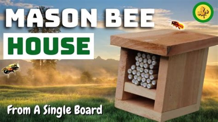 What eats mason bees?