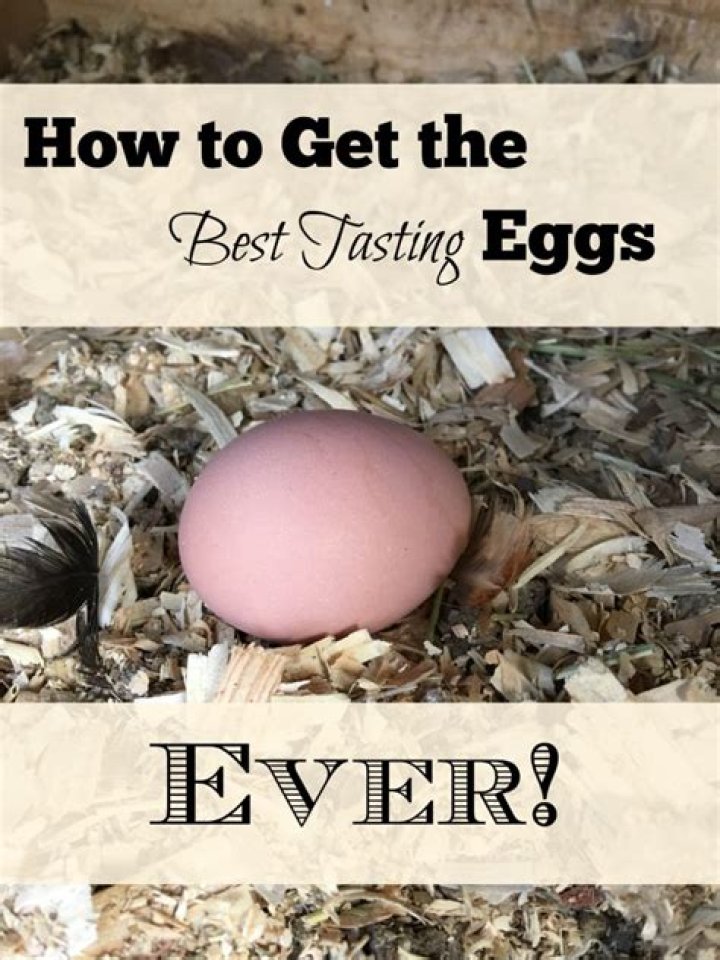 What feed makes the best tasting eggs?