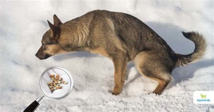 What food causes crystals in dogs?