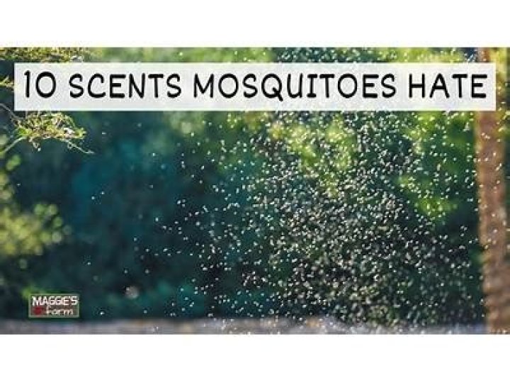 What food do mosquitoes hate?