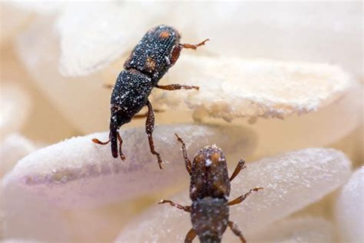 What foods do weevils get into?