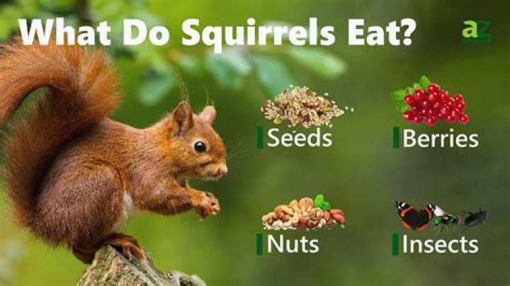 What fruit is best for squirrels?