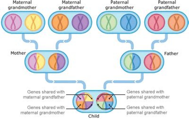 What genes do mothers pass on?