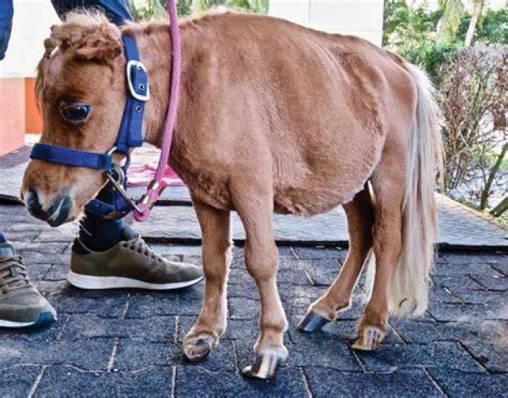 What happens if a dog is Overbred?