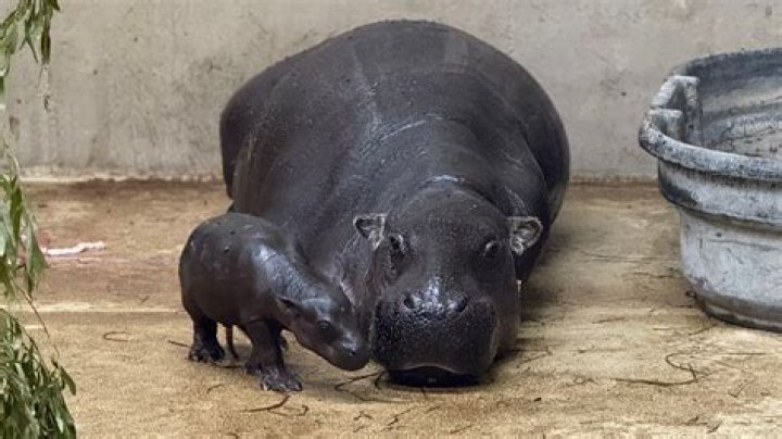 What happens if a hippo swallows you whole?