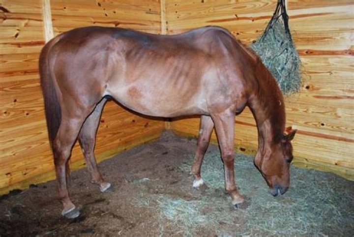 What happens if a horse eats too much alfalfa?