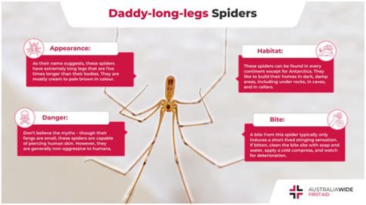 What happens if a spider loses its leg?