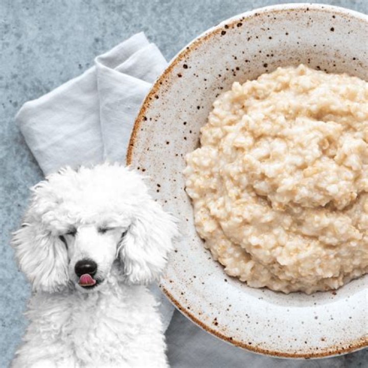 What happens if dogs eat porridge?