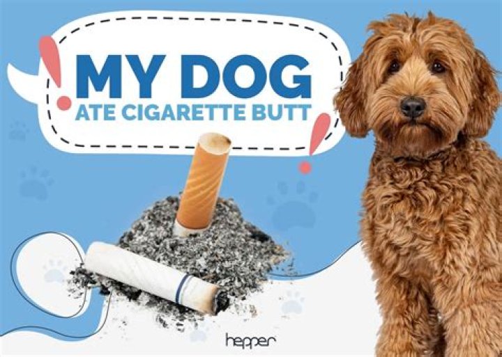 What happens if my dog ate a tampon?