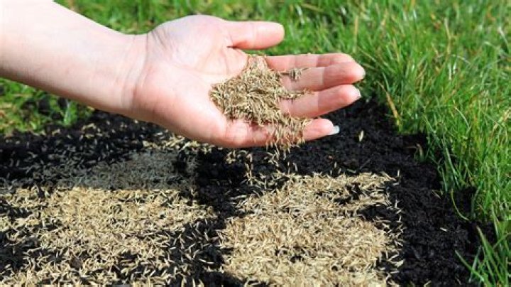 What happens if you bury grass seed too deep?