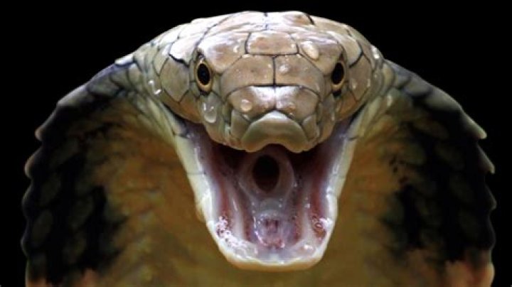 What happens if you eat a live snake?