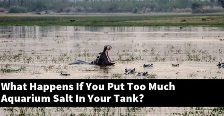 What happens if you put too much aquarium salt in your tank?
