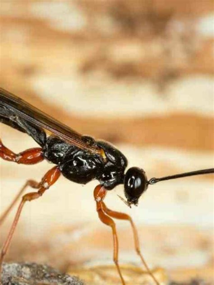 What happens if you swallow a wasp?