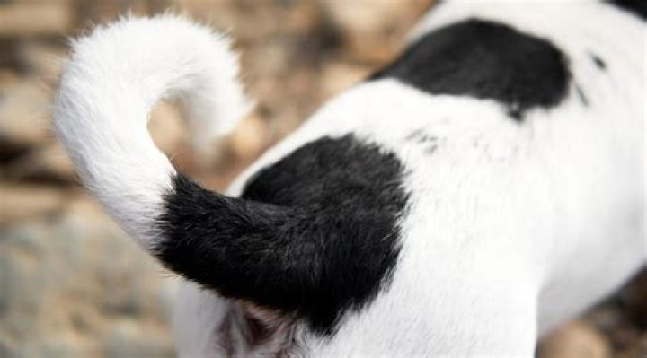 What happens if you touch a dog's tail?