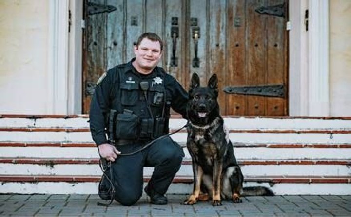 What happens to K9 dogs when they retire?