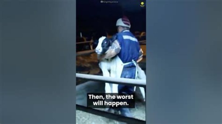 What happens to male calves on dairy farms?