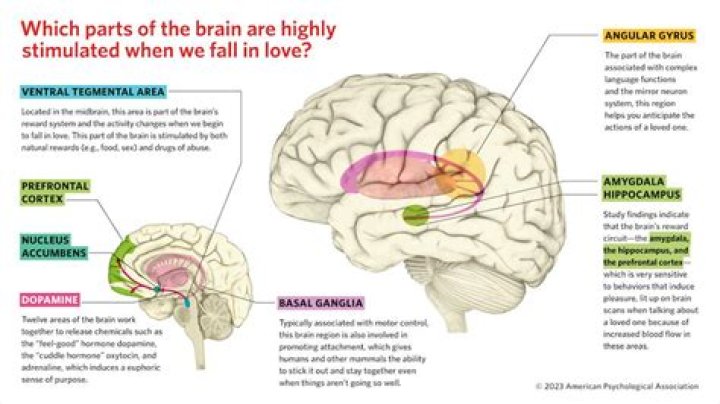 What happens to the brain when you speak in tongues?