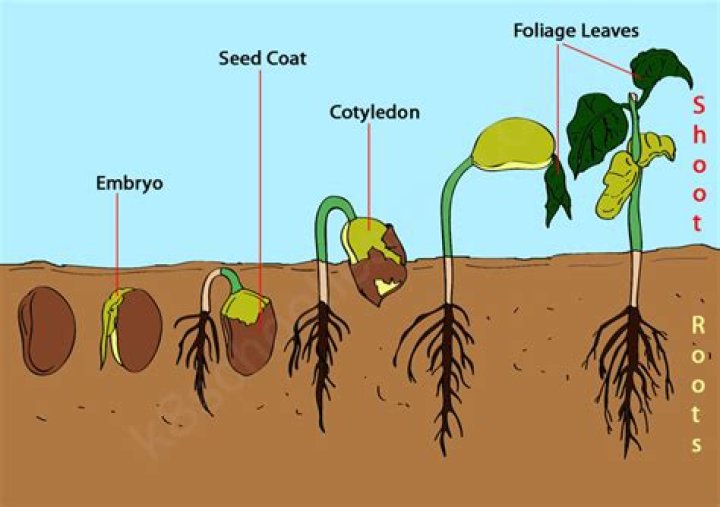 What happens to the seed coat?