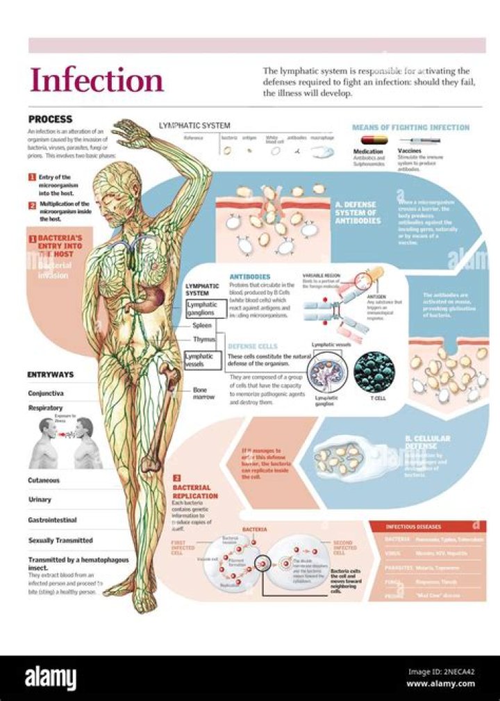 What helps your body fight infection?