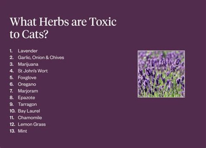 What herb do cats hate?