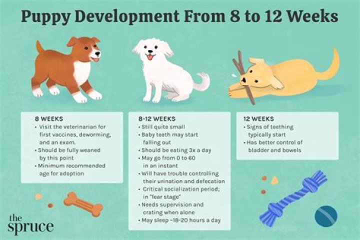What human food can puppies eat at 8 weeks?
