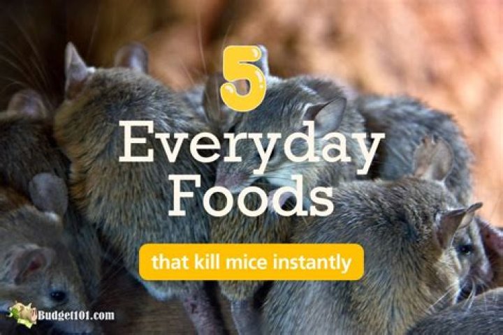 What human food kills mice?