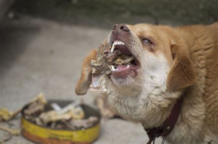 What if a dog eats a daffodil?