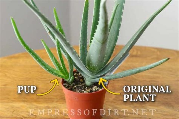 What if a dog eats aloe vera?