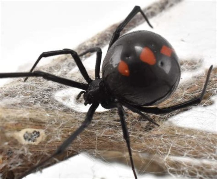 What if I find a black widow in my house?