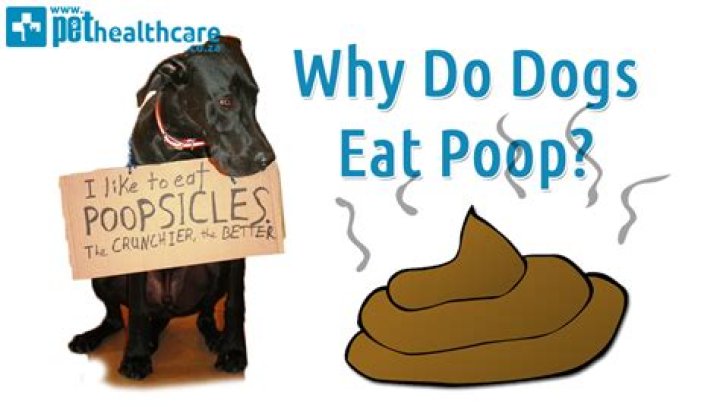 What if my dog ate rat poop?