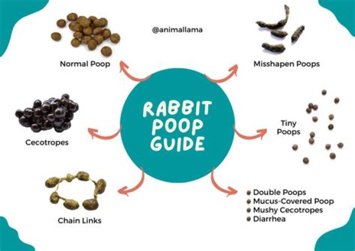 What if puppy eats rabbit poop?