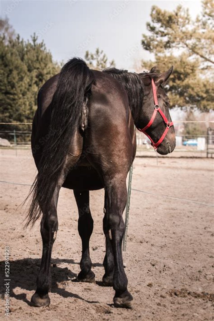 What is a bell mare?