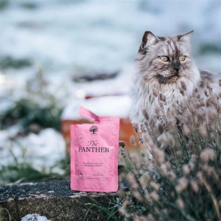 What is a cats Favourite food?