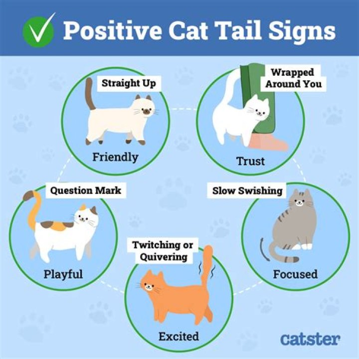 What is a cat's kiss?