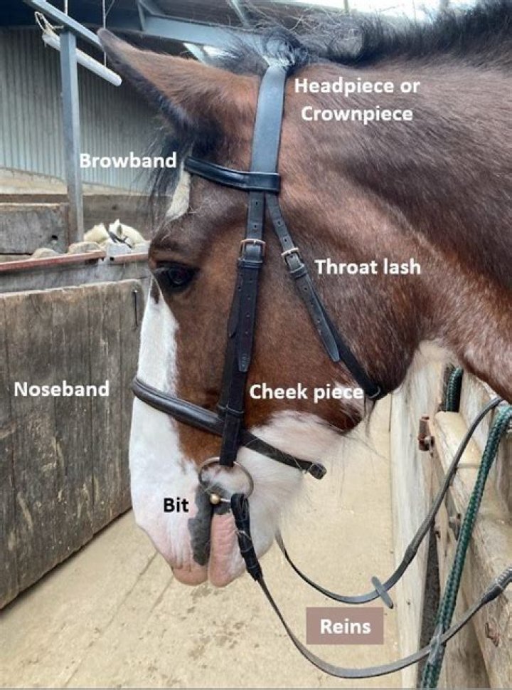 What is a flash bridle used for?