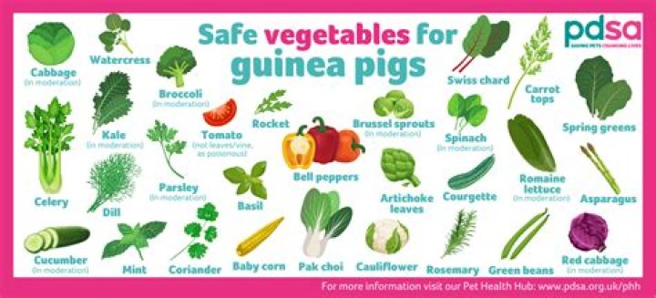 What is a guinea pigs favorite food?