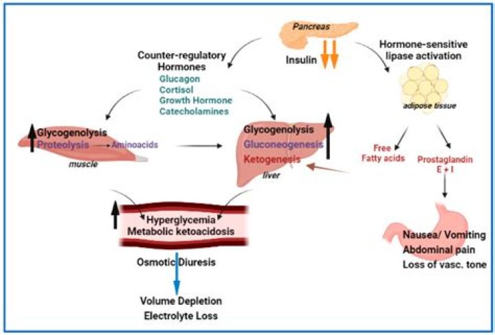 What is a ketosis state?