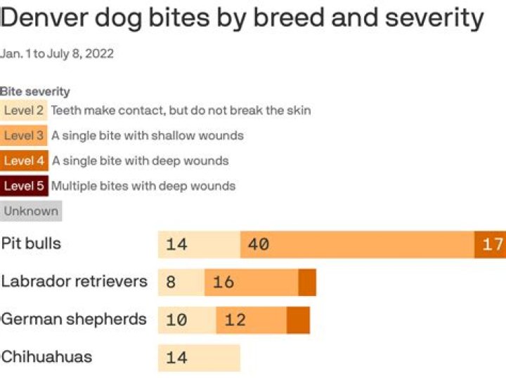 What is a Level 4 dog bite?